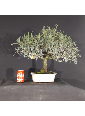 Phillyrea angustifolia 46x58x7,5 cm Phillyrea angustifolia 46x58x7,5 cm