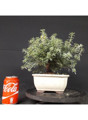 Westringea 17x23x2 cm Westringea 17x23x2 cm
