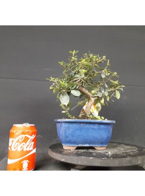 Grevillea 20x24x2 cm Grevillea 20x24x2 cm