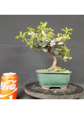 Grevillea 21X23x2 cm Grevillea 21X23x2 cm