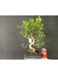 Ficus 6