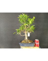 Ficus 7
