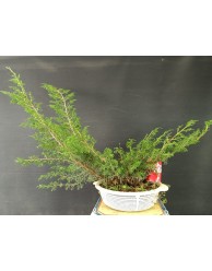 Juniperus Chinensis 015