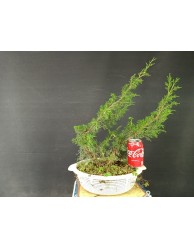 Juniperus Chinensis 016
