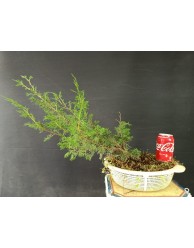 Juniperus Chinensis 017