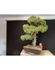 Pinus Pentaphylla 7
