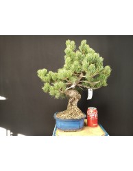 Pinus Pentaphylla 16