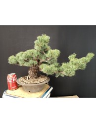 Pinus Pentaphylla 14