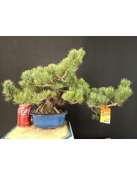Pinus Pentaphylla 11