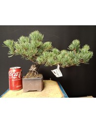 Pinus Pentaphylla 17