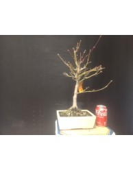 Acer Palmatum atropurpurea 6