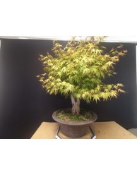 Acer palmatum yamamomiji 1