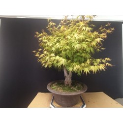 Acer palmatum yamamomiji 1