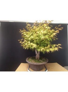 Acer palmatum yamamomiji 1