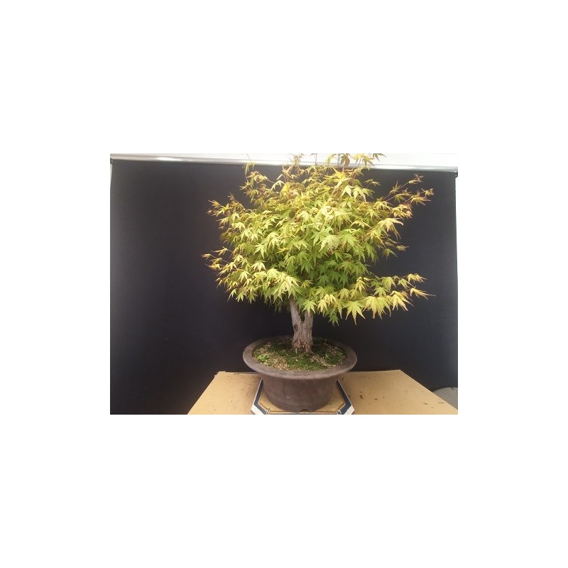 Acer palmatum yamamomiji 1