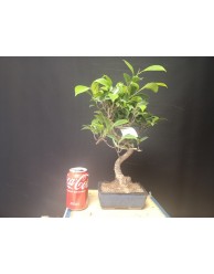 Ficus pequeño (se envia al azar)