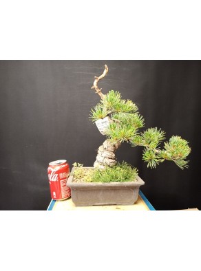 Pinus Pentaphylla 6