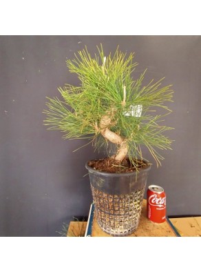 Pinus Tumbergii 3