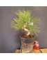 Pinus Tumbergii 3