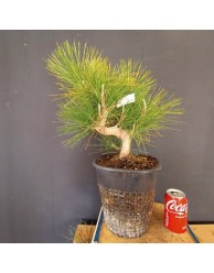 Pinus Tumbergii 4