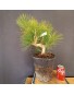 Pinus Tumbergii 4