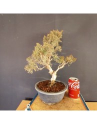 juniperus chinensis kishu 4