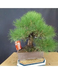 Pinus Tumbergii 6