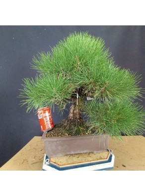 Pinus Tumbergii 6