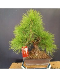 Pinus Tumbergii 1