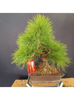 Pinus Tumbergii 1