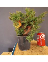 Juniperus Chinensis 4