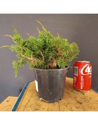 Juniperus Chinensis 5