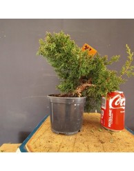 Juniperus Chinensis 6