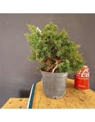 Juniperus Chinensis 7