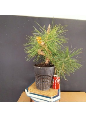 Pinus Tumbergii 2