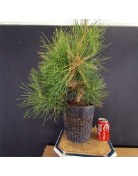 Pinus Tumbergii 8