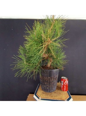 Pinus Tumbergii 8
