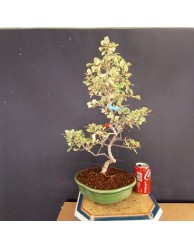 Ficus 9