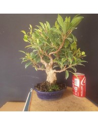 Ficus 5