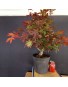 Acer Palmatum atropurpurea 1