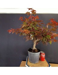 Acer Palmatum atropurpurea 2