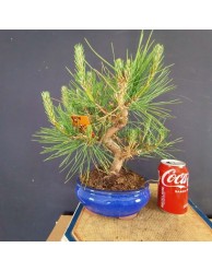 Pinus Tumbergii 9
