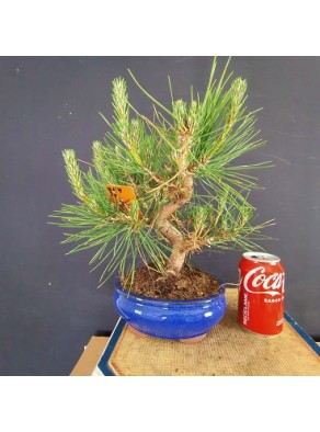 Pinus Tumbergii 9
