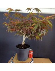 Acer Palmatum shaina 1