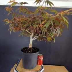 Acer Palmatum shaina 1