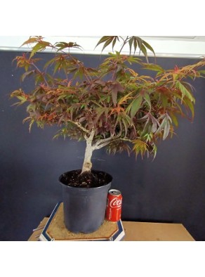 Acer Palmatum shaina 1