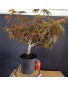 Acer Palmatum shaina 1