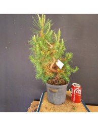Pinus Halepensis 3