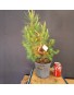 Pinus Halepensis 3