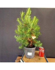 Pinus Halepensis 5